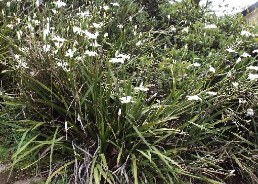 Fiori australiani 1